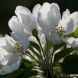 Apple blossom-white